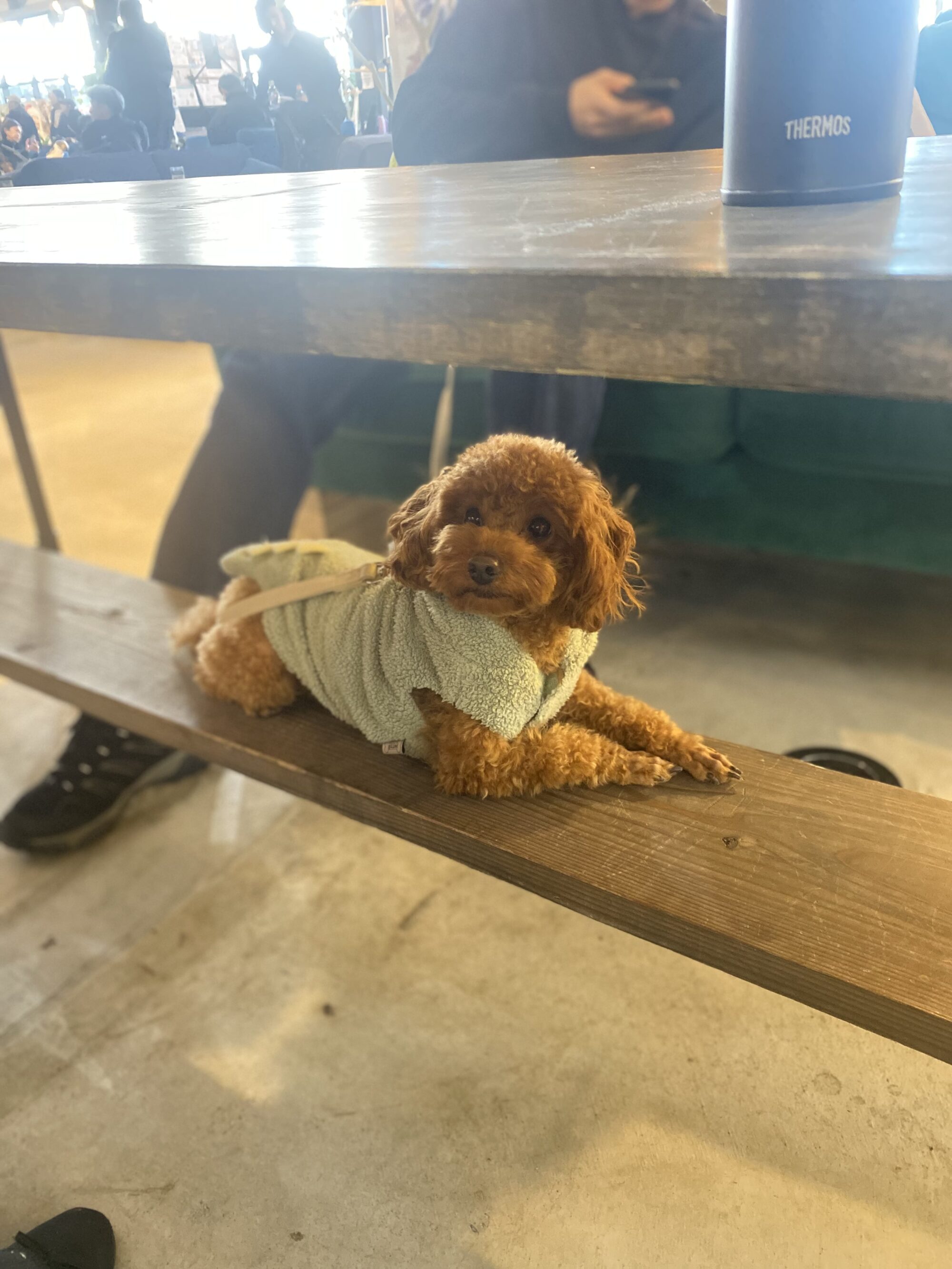 ペット同伴OK！複合型商業施設「WHATAWON（ワタワン）」