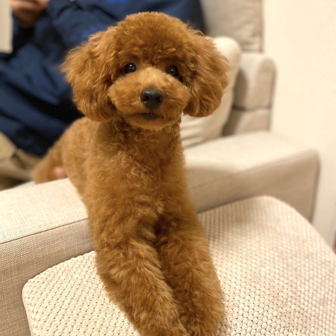 愛犬「プジョル」の名前の由来